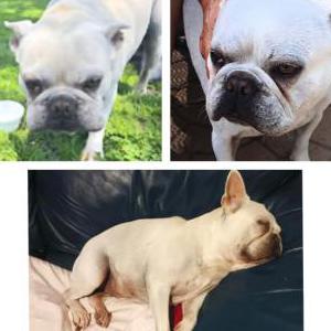 Lost Dog Max