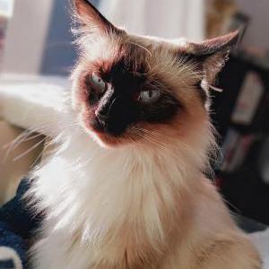 Image of Rosalina, Lost Cat