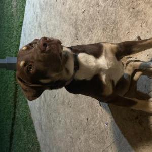 Image of Tokyo, Lost Dog