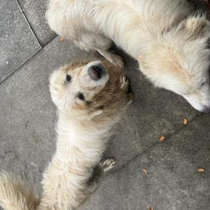 Image of Great Pyrenees, Found Dog