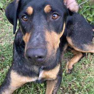 Image of Unknown, Found Dog