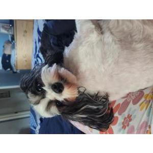 Image of Lovey, Lost Dog