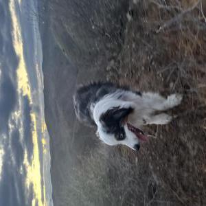 Image of Cash, Lost Dog
