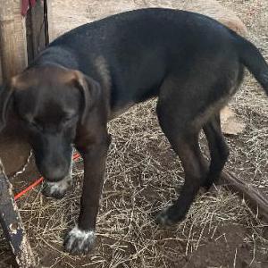 Image of Tutti Fruti, Lost Dog