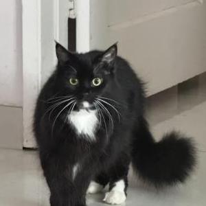 Image of Lucy, Lost Cat
