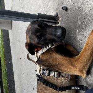 Image of Unknown, Found Dog