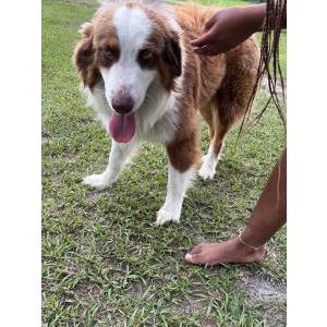 Image of Unknown, Found Dog