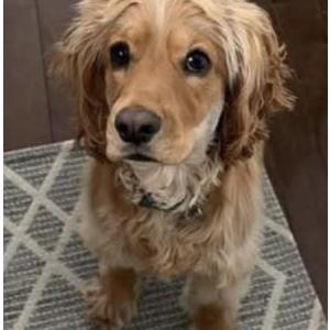 Image of Marvin, Lost Dog
