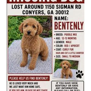 Image of Bentley, Lost Dog