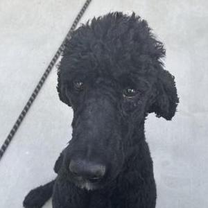 Image of Unknown, Lost Dog