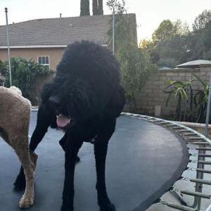 Image of Unknown, Lost Dog