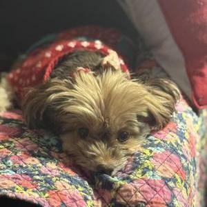 Image of Vida, Lost Dog