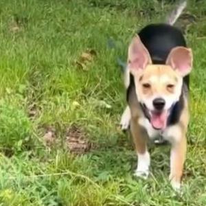 Image of Buddy, Lost Dog
