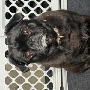 Lost Dog Bella