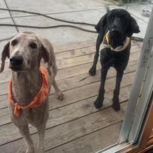 Image of Charlie & banny, Lost Dog