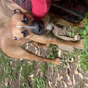 Image of Reba, Lost Dog