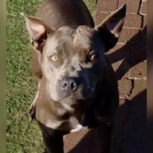 Image of Torta, Lost Dog