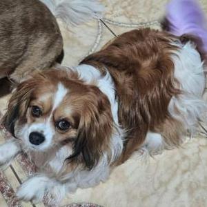 Image of Cocoa, Lost Dog