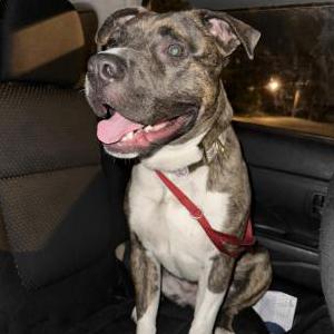 Found Dog Unknown