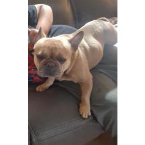Image of Unknown, Found Dog