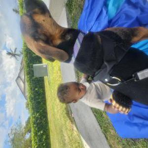 Image of Skye, Lost Dog