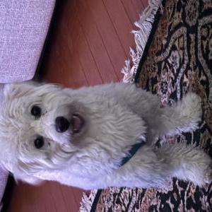 Image of Disco, Lost Dog