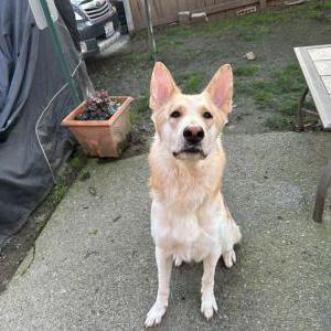 Image of Roland, Lost Dog