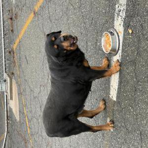 Image of Unknown, Found Dog