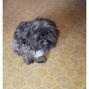 Image of Max, Lost Dog
