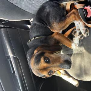 Image of Prince, Lost Dog