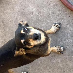 Image of Daisey, Lost Dog