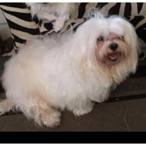 Image of Ruby, Lost Dog