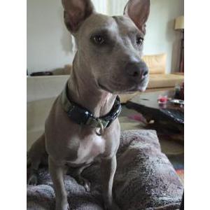 Image of Cleo, Lost Dog