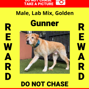 Image of Gunner, Lost Dog
