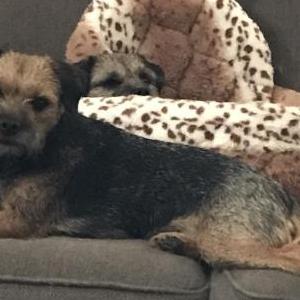 Image of Envy, Lost Dog