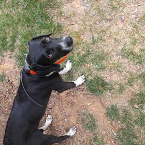 Image of Unknown, Found Dog