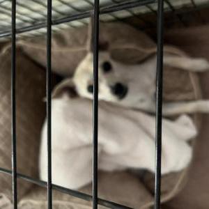 Image of Unknown, Found Dog