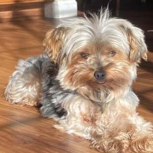 Image of Bear, Lost Dog
