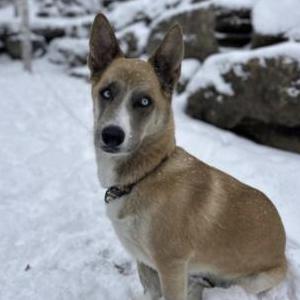 Image of Lincoln, Lost Dog