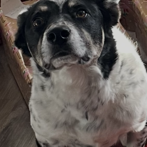 Image of Rudder, Lost Dog