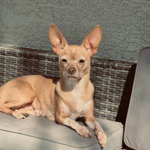 Image of Daisy, Lost Dog
