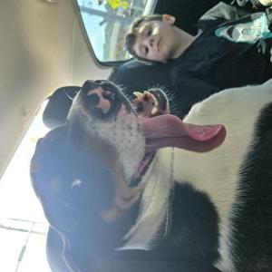 Image of Eevee, Lost Dog