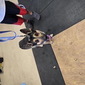 Image of Unknown, Found Dog