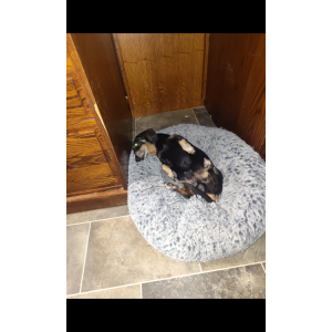 Image of Tango, Lost Dog