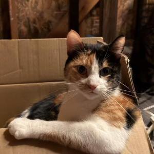 Image of Dawn, Lost Cat