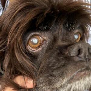 Image of unknown, Found Dog