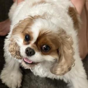 Image of Harley, Lost Dog