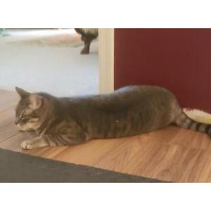 Image of Henry, Lost Cat