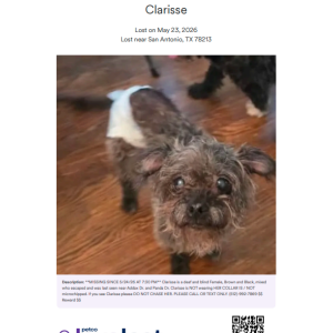Image of Clarisse, Lost Dog