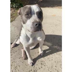 Image of Doja, Lost Dog